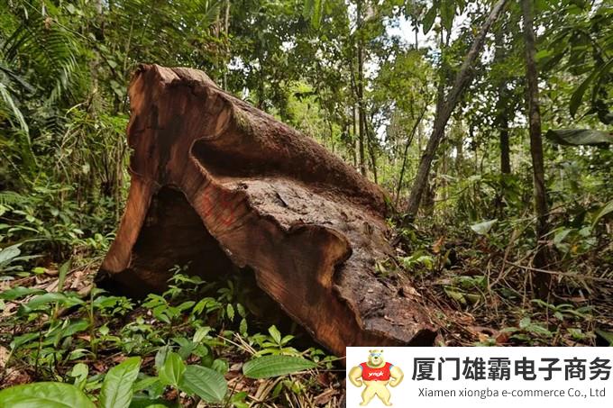 世界上“最遥远”的机器人！ABB机器人助力亚马逊雨林重建项目